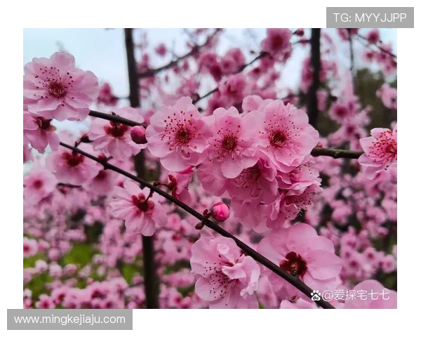 桃之夭夭，灼灼其华：不止是公主，更是心中的那抹温柔甜意